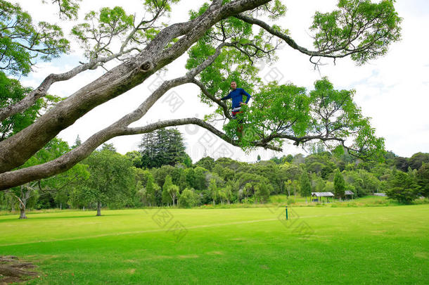 一个在新西兰公园的树上高高挂起的人。