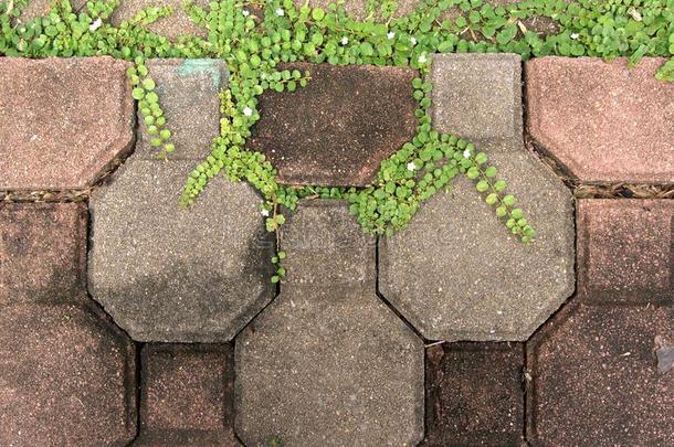 带绿叶的砖地板通道