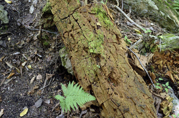 <strong>苔藓</strong>树干