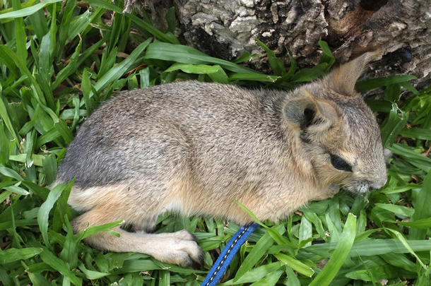 小动物，巴塔哥尼亚马拉