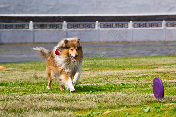 牧羊犬在<strong>飞盘</strong>比赛后奔跑