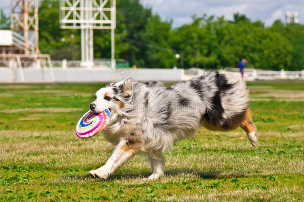 澳大利亚牧羊犬在飞盘比赛后奔跑