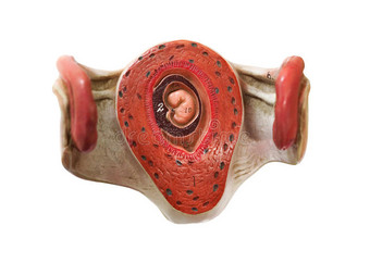 胎儿在子宫模型中的发育图片
