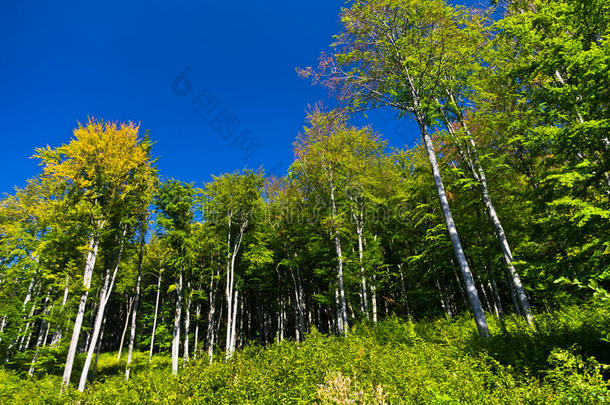 早秋的山毛榉森林在半自然国家公园
