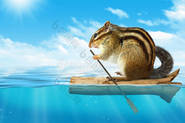 有趣的动物，花栗鼠漂浮在海洋，旅行的概念