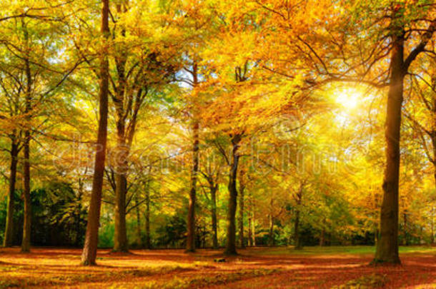 阳光明媚的森林的绚丽秋天全景
