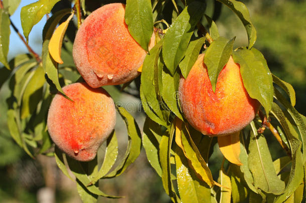 树上新鲜成熟的桃子