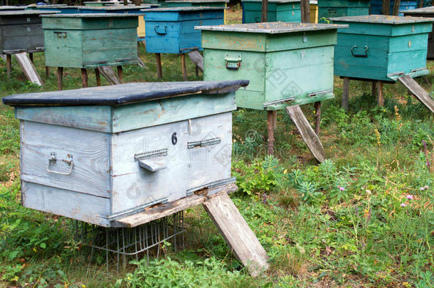 农业的农业养蜂场原料药蜜蜂