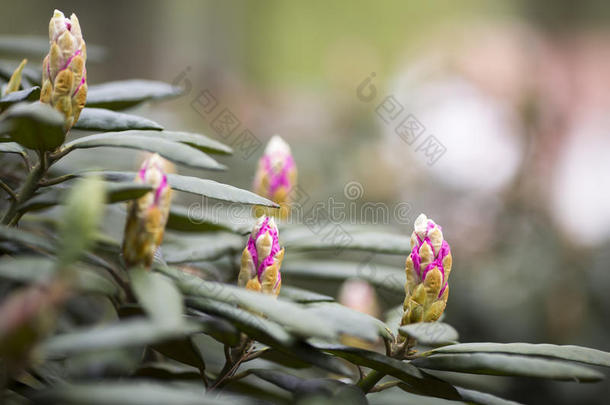 美丽的开花花绿色头