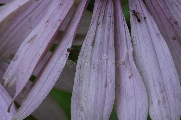 粉红色紫锥菊花瓣上的蚂蚁和小虫子