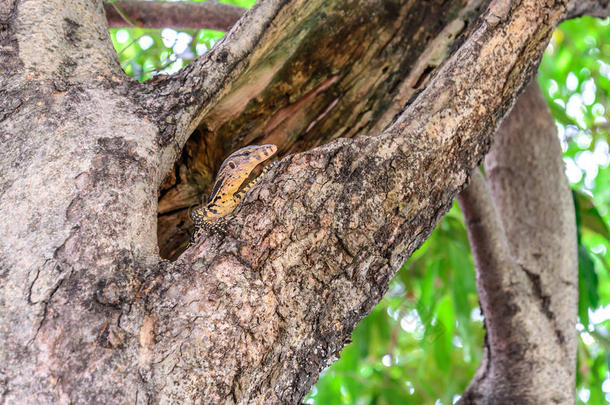 孟加拉监视器蜥蜴在树洞