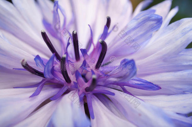 背景或纹理的紫色和白色花朵的特写照片