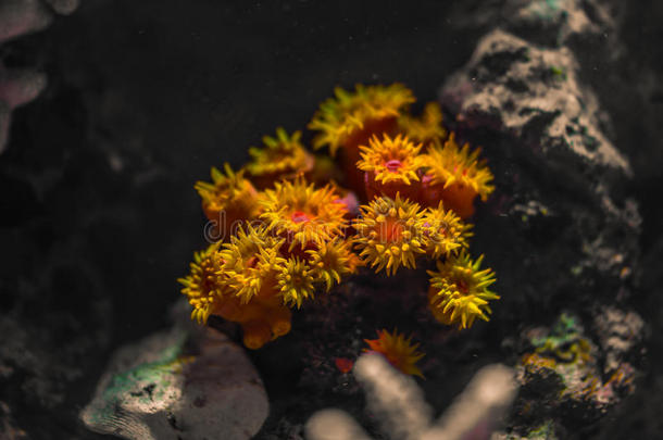 安达曼珊瑚图解的宏橙色