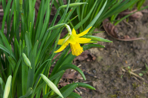 美丽的盛<strong>开水</strong>仙花植物区系花