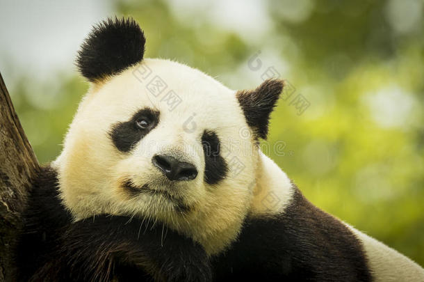 大熊猫动物亚洲睡着的唤醒