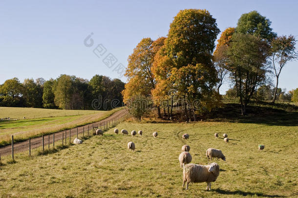 奥特曼风景区的羊