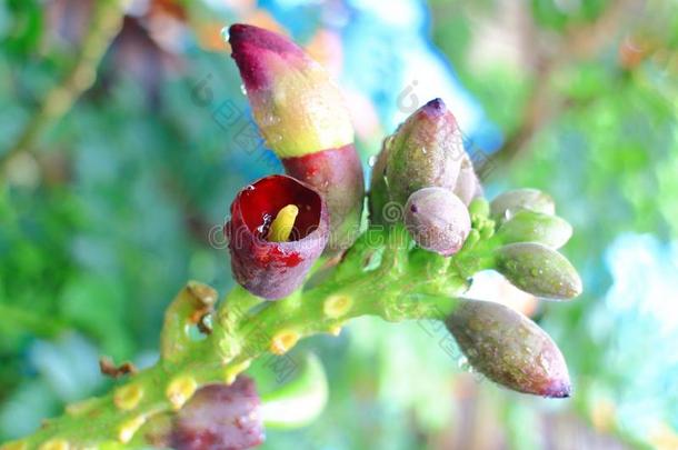 花花园形象<strong>野菊</strong>木香