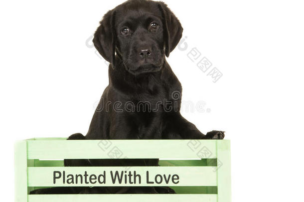 黑色拉布拉多小狗在一个绿色的箱子里