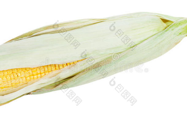 成熟玉米的新鲜耳朵，分离在白色上