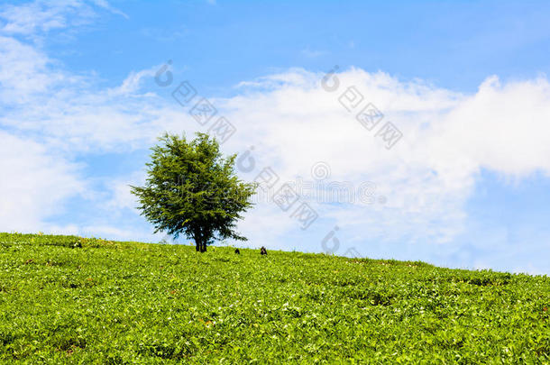 蓝天上绿草和树木的田野
