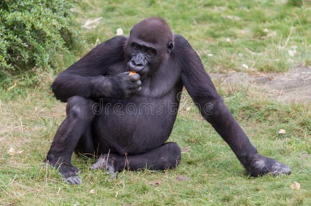 成年大猩猩吃东西