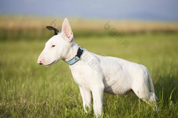 公牛猎犬小狗在草地上玩耍