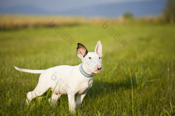 公牛猎犬小狗在草地上玩耍