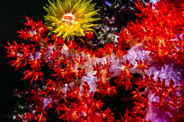 树状肾软珊瑚