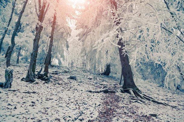 五彩缤纷的冬日日出在山林中。