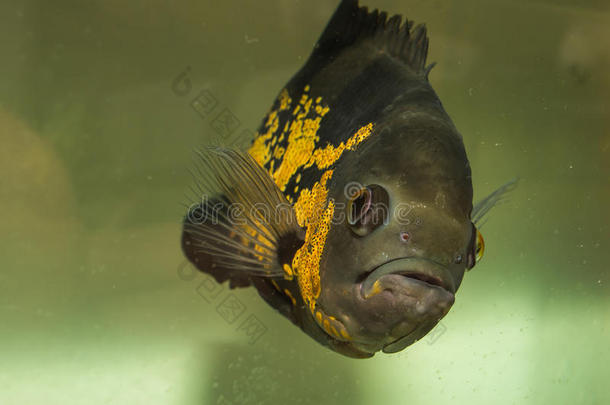 天使动物水族馆天牛座业余爱好