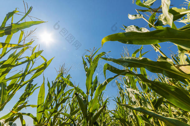 在阳光下生长的玉米或玉米田