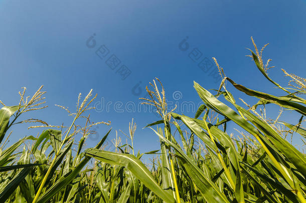 在蓝天上生长的玉米或玉米田