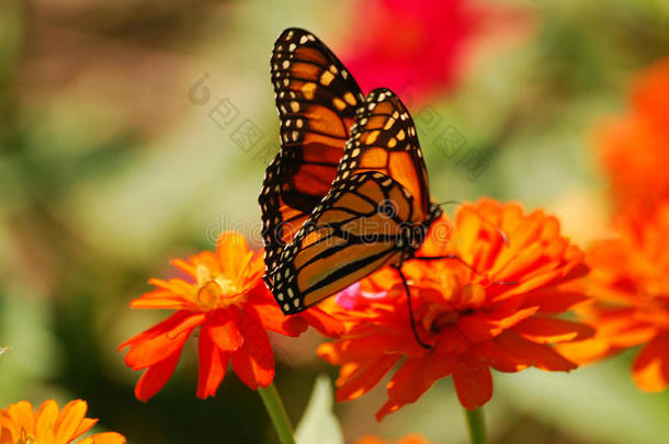 橙色花朵上色彩鲜艳的帝王蝴蝶。