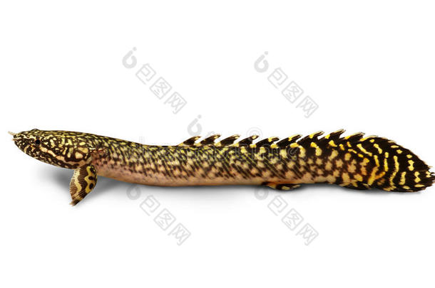 delhezi orate bichir eel<strong>鲶鱼</strong>多翅目<strong>鲶鱼</strong>水族馆鱼