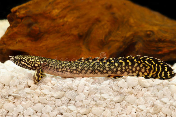 delhezi orate bichir eel<strong>鲶鱼</strong>多翅目<strong>鲶鱼</strong>热带水族馆鱼