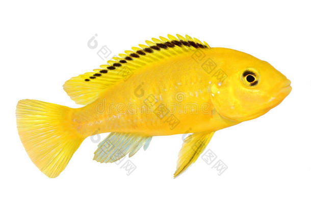 电黄色西克<strong>立德</strong>LabidochromisCaeruleus马拉维水族馆鱼