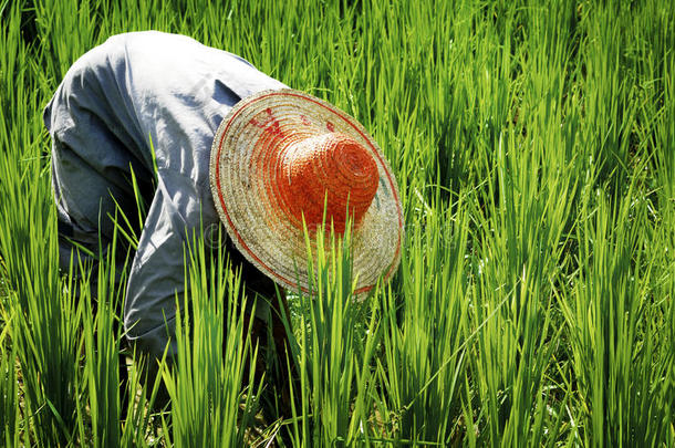 农民收割水稻自然亚洲文化理念