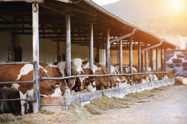 农场牛棚里的奶牛