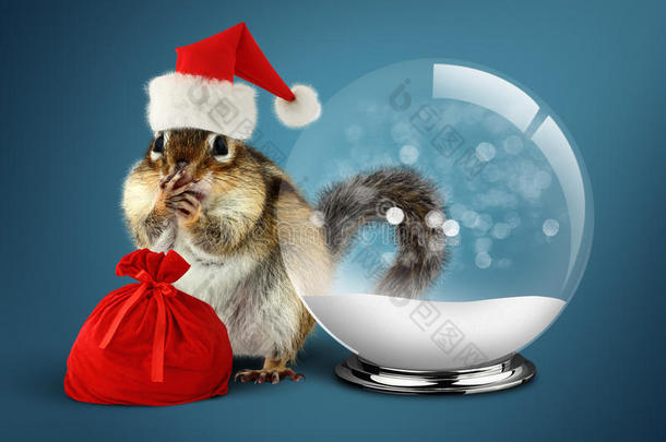 有趣的动物花栗鼠穿着圣诞老人与雪球和袋子，c