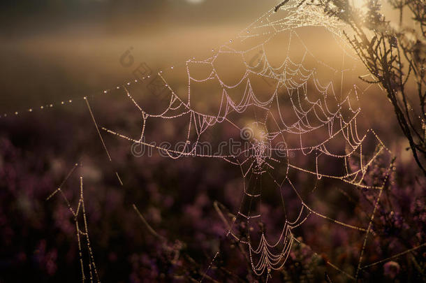 潮湿的蜘蛛网在朦胧的夏天早晨