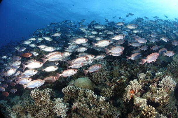 在红海的礁石上常见的大眼睛