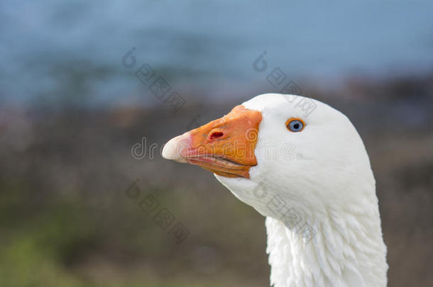美丽的白色鸭子伸长了脖子