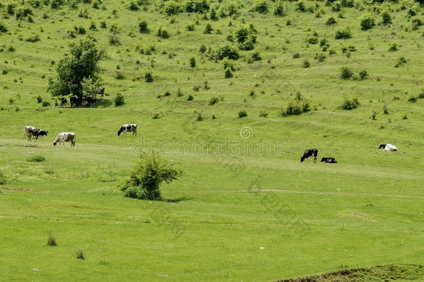 牛群牧场在春季在草地，扎维特镇