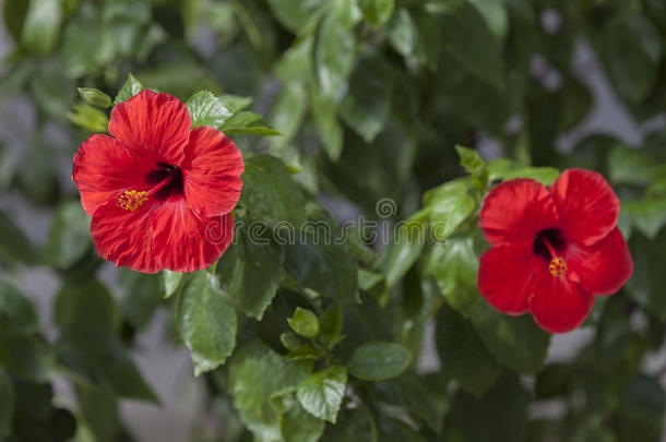 花芙蓉，神奇而神秘的芙蓉花