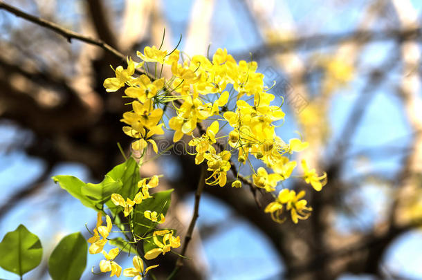 美丽的黄花金色<strong>花洒</strong>在树上