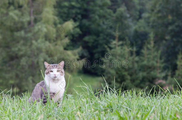 猫坐在一大片绿色的田野里