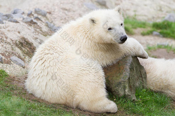 动物北极的宝贝熊食肉动物