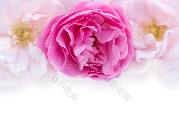 白色背景上明亮的粉红色和淡粉色的玫瑰