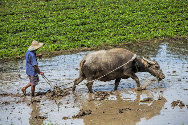 农业亚洲亚洲的自主的公牛
