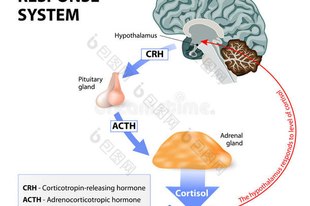 促肾上腺皮质激素肾上腺解剖轴生物学